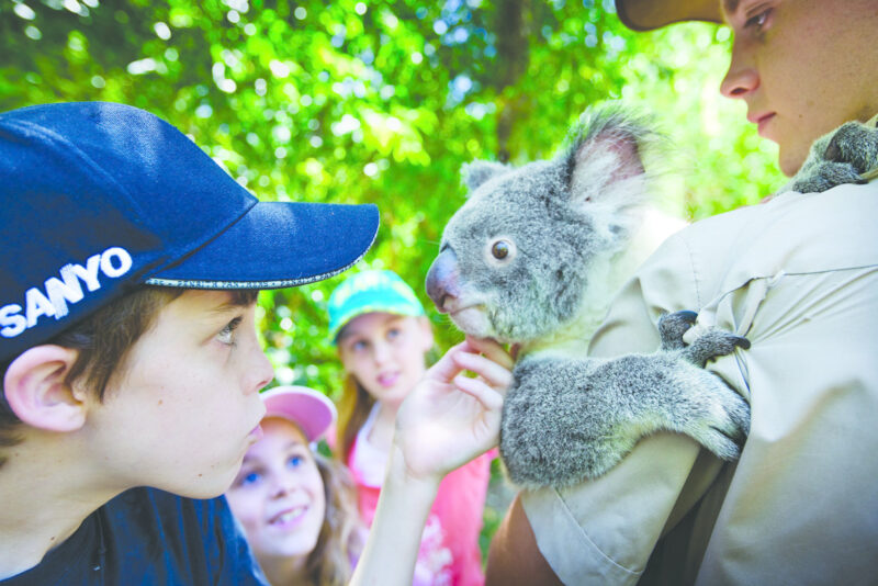Port Douglas wildlife koala pat