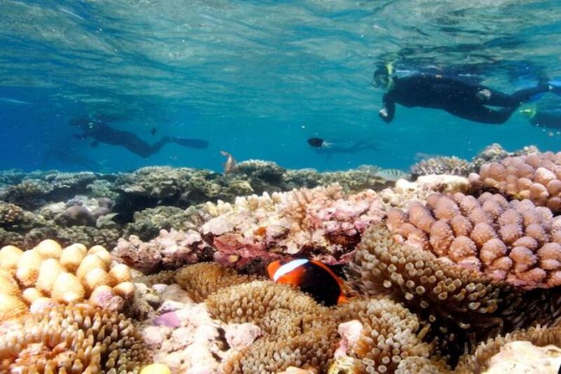 port-douglas-great-barrier-reef-snorkelling-over-coral-nemo